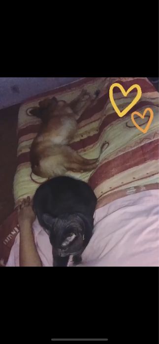 Petsitting/Catsitting/Dogsitting