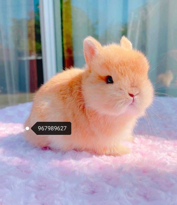 Coelhos anões bebés + gaiola nova + alimentação adequada