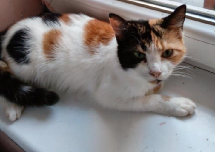 Kotka dorosła kotka