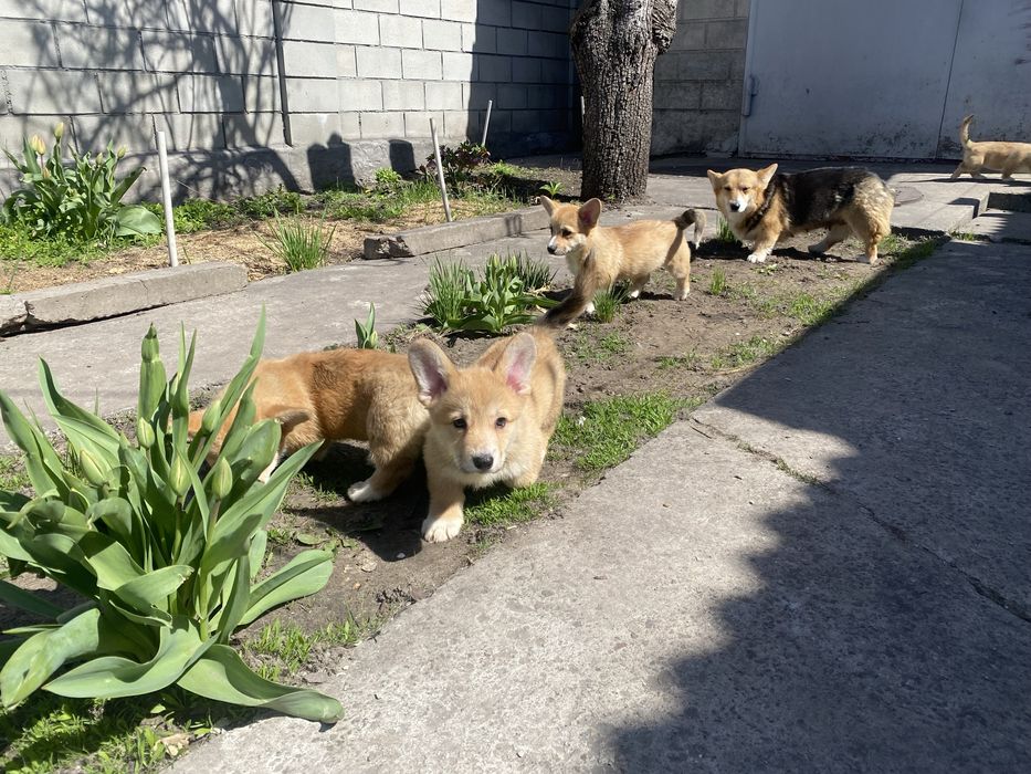 Корги щенки девочки и мальчики