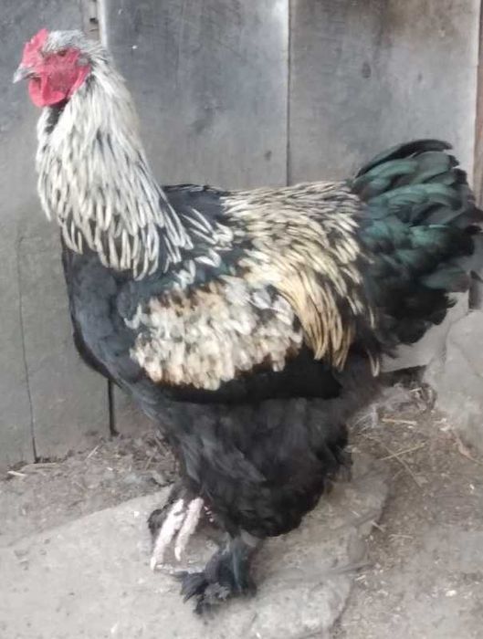 Kury koguty Brahma