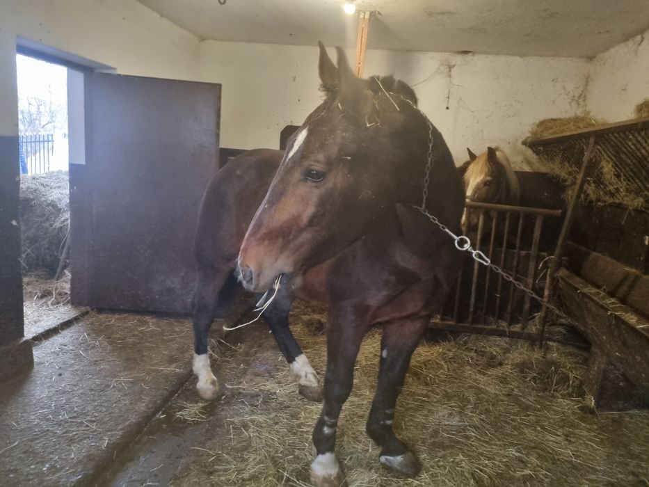 Skup koni bydła w każdej kondycji