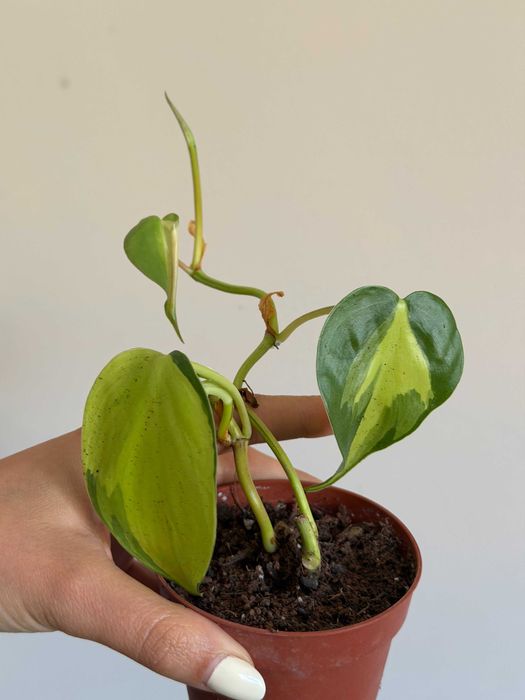 Planta Philodendron Brasil