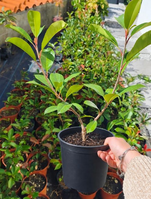 Photinias a 2,50€
