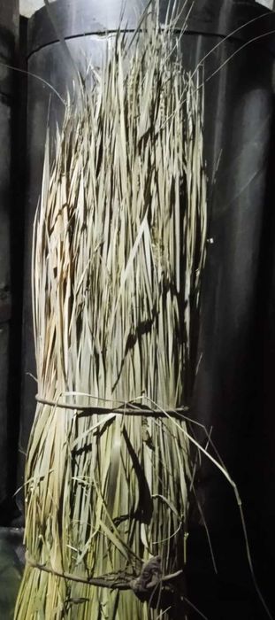 Зубровка суха, врожай 2025року