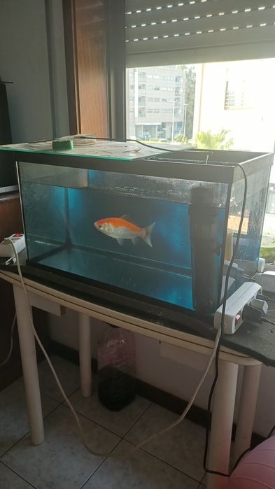 Vendo aquario com filtro externo