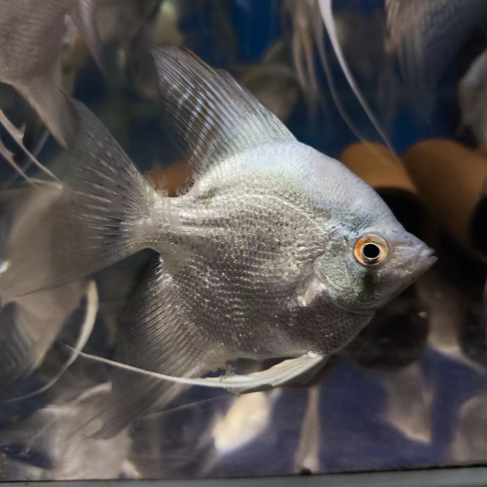 Skalary blue silver