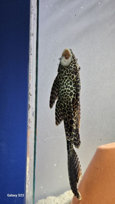 Vendo poleco tigrado com 25cm