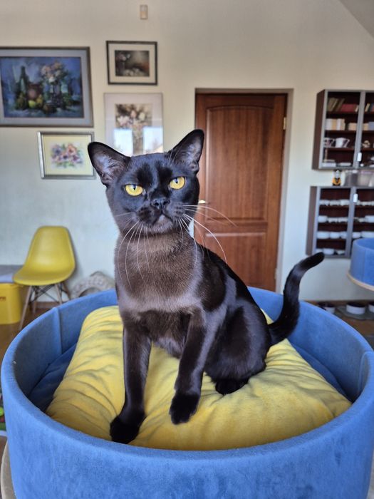 sobolowy kocurek burmski (burmański)