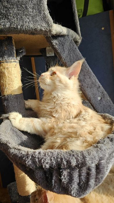 Кошенята мейн-кун, котик