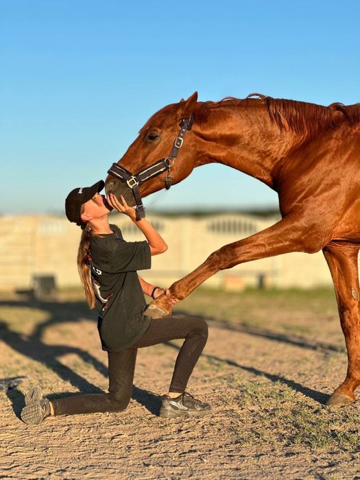 Продам коня, мерина, лошадь конкур