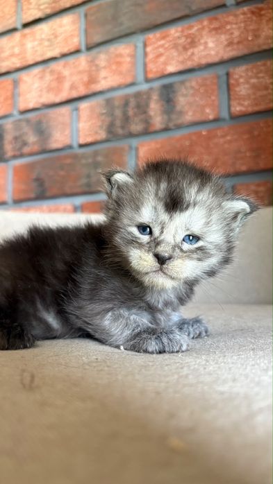 Kocurek Oreo Maine coon