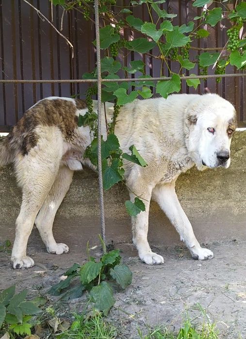 Алабай САО кобель на в'язку