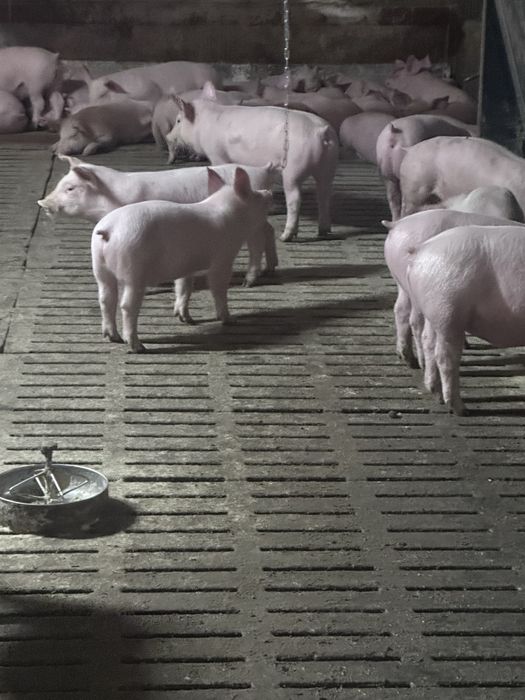 Продам поросята.