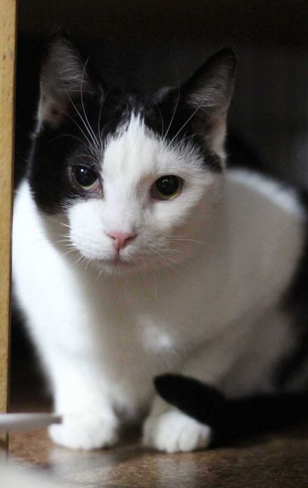 Fiołek - młodziutki, delikatny kocurek chciałby mieć dom