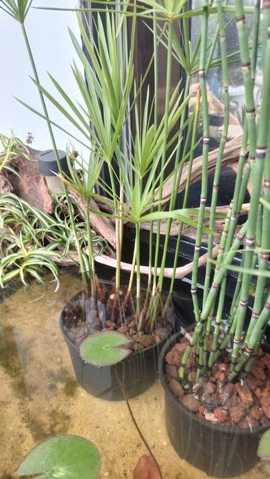 Plantas para lagos