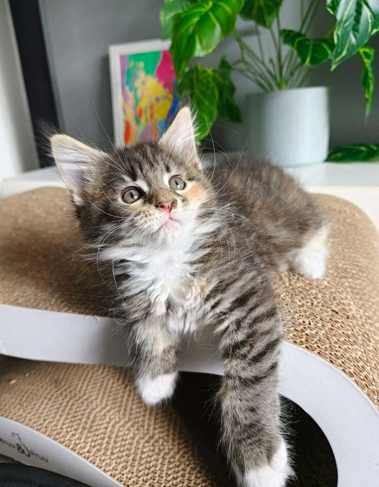 Kotka Maine Coon
