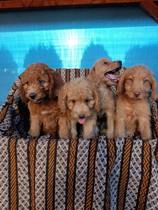 Śliczna suczka Goldendoodle mini