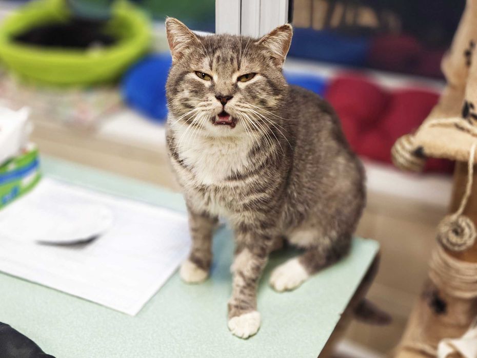 Котик, кіт, ніжний красень Шайн (2 роки) – дуже хоче додому!!!