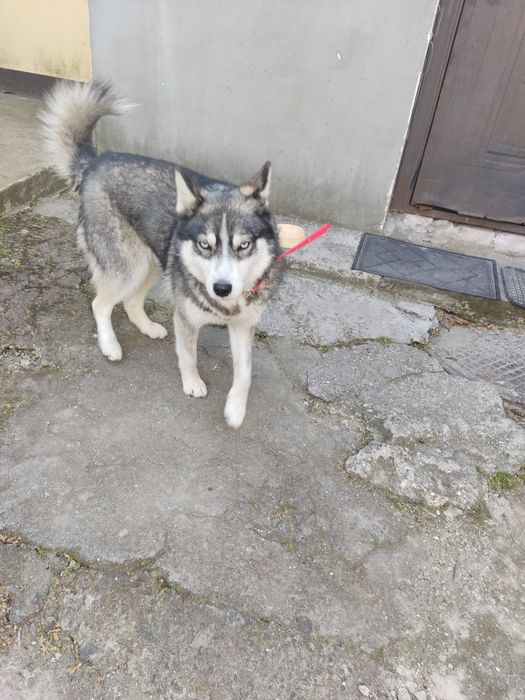 Найдена собака породы Хаски