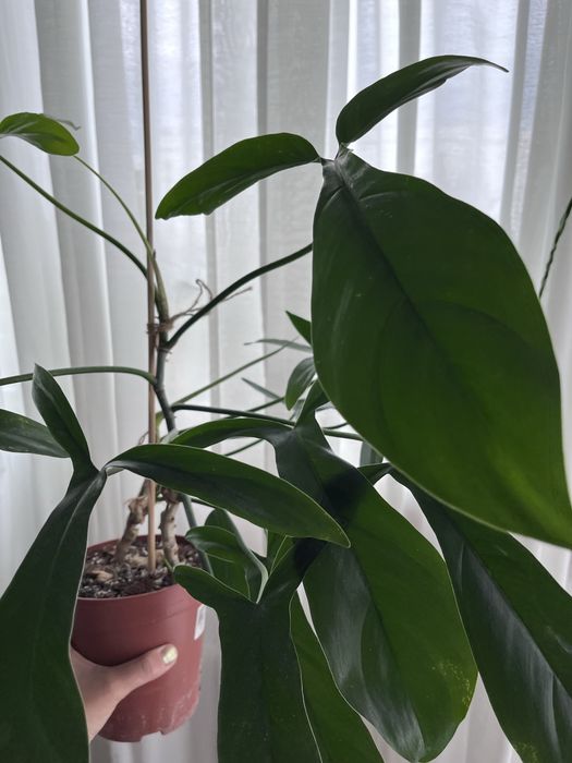 Philodendron 69686 Bette Waterbury