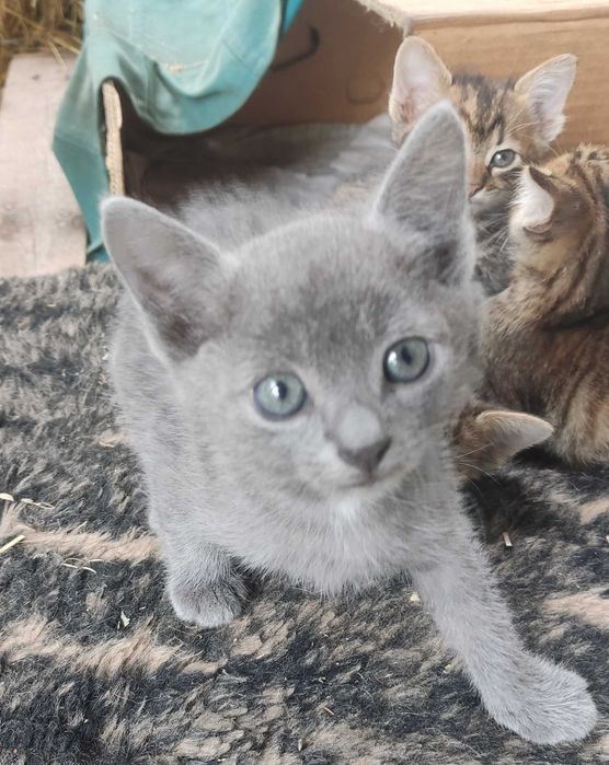 Котята для частного сектора  и квартиры на Фрунзенском