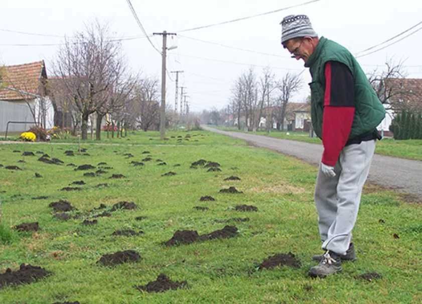 Ефективний метод боротьби з кротами – без хімікатів та репелентів.