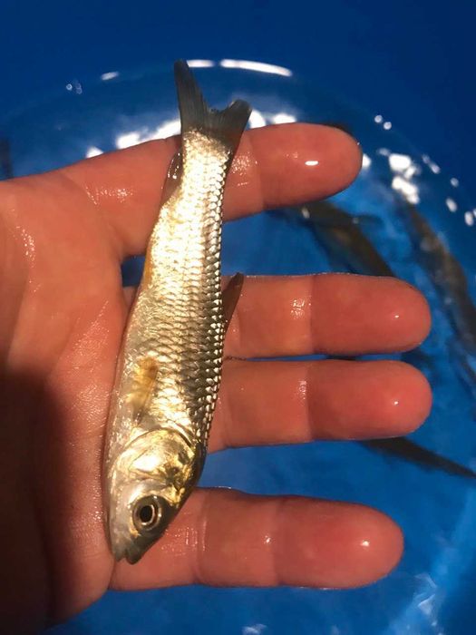 Зарибок мальок Налим Короп Лин  білий Амур Вюн Кої  Бас роздріб та опт