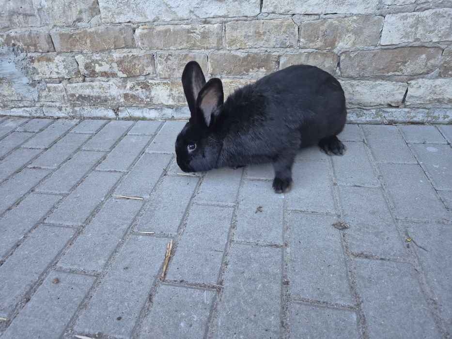 Królik belgijski samica