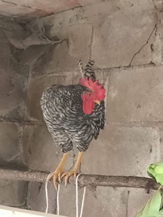 Galo pedrez nascido em novembro