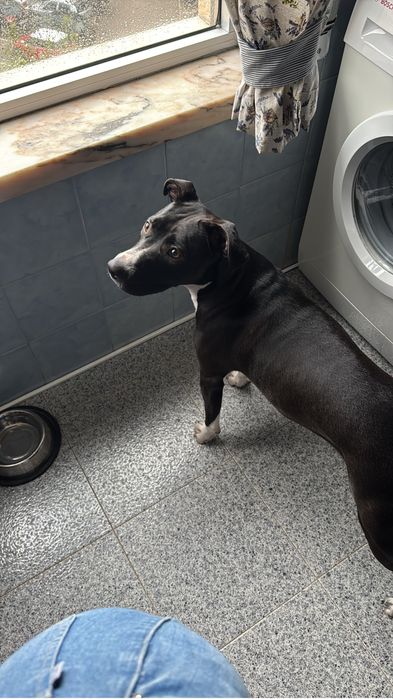 Cadela raçada pitbull e labrador