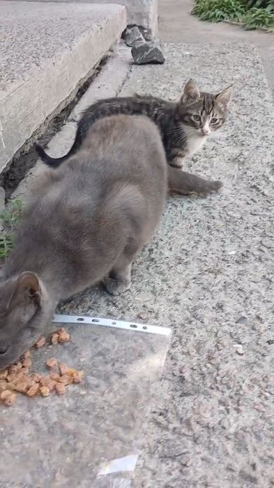 красиве маленьке  кошеня 2, 5 міс