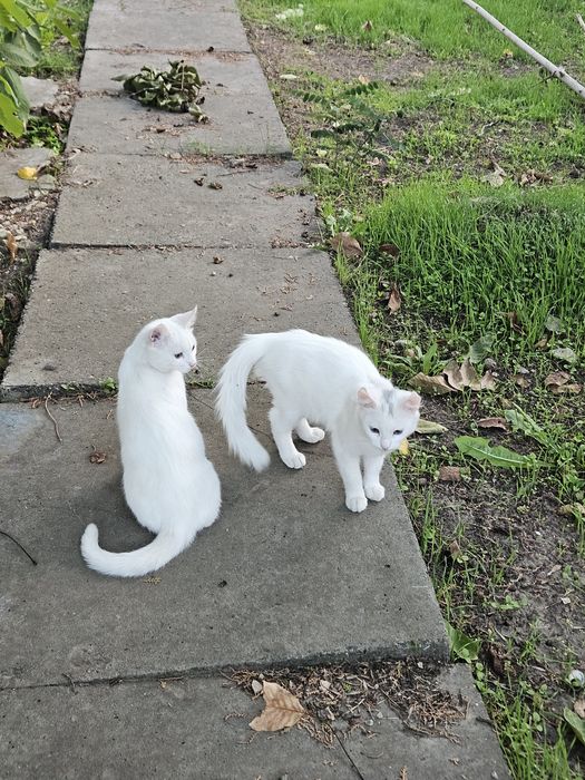 отдам бесплатно котят