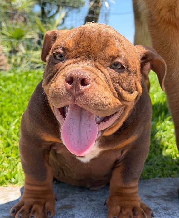 American Bully Micro