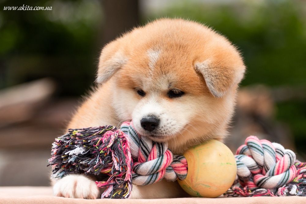 Акіта іну, акита , цуценята японської акіти ,akita