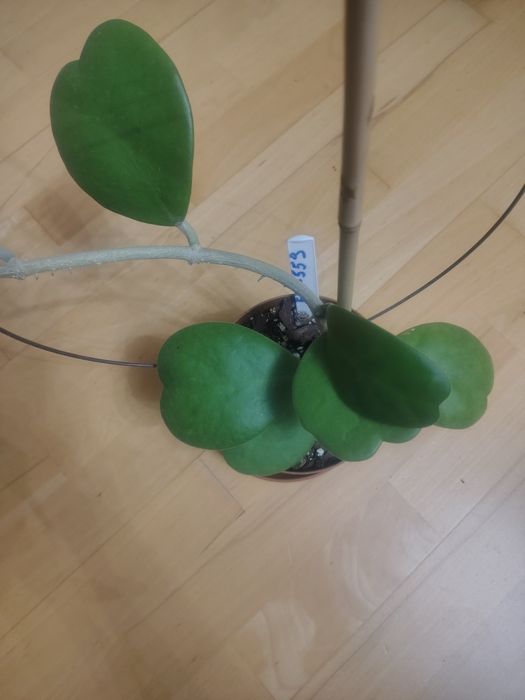 Hoya kerri EPC 559 z meszkiem