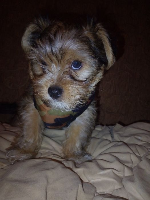 Йоркширський тер'єр.