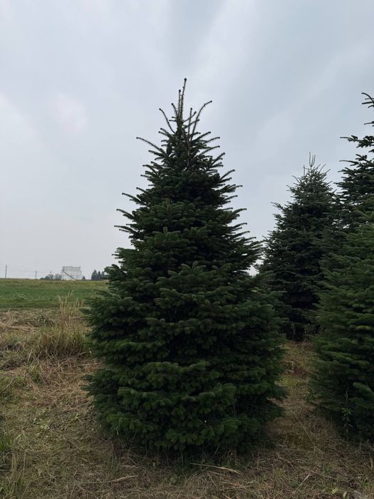 ОПТ Гурт Ялинка Нордман Nordmann VIP