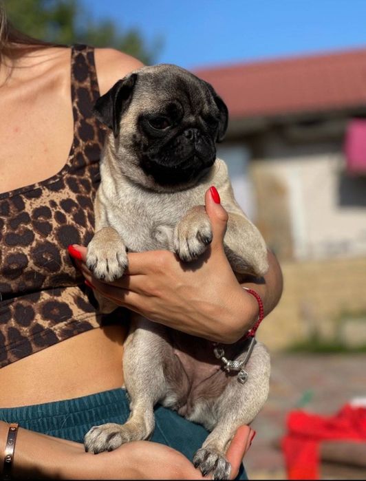 Продам девочку мопса