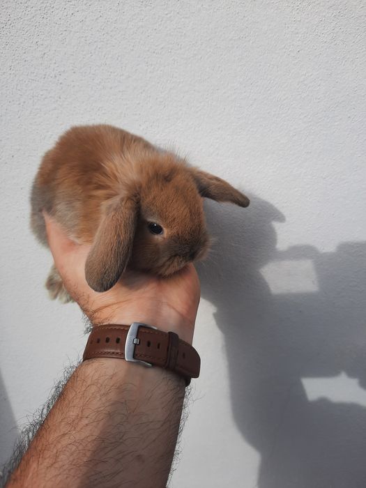 Coelhos anões várias raças