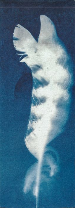 Cianotipia - Fotograma de pena de ganso.