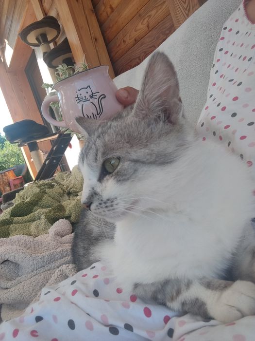 Cudowny koci przyjaciel do adopcji - Mikuś