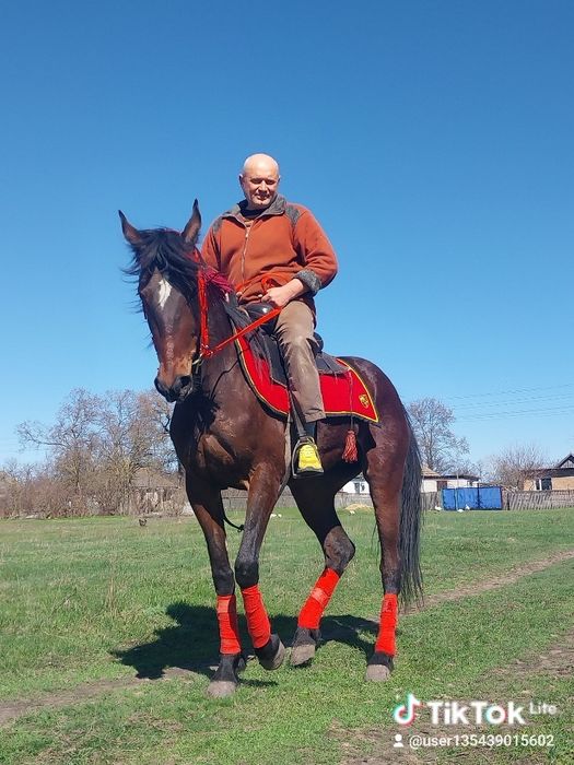 Кобила 2018 року народження.