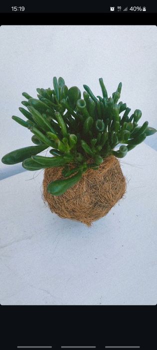 Plantas kokedamas em prato