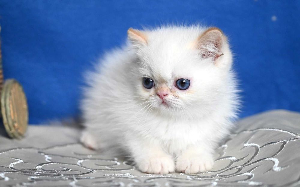 Екзотичний хлопчик Біллі