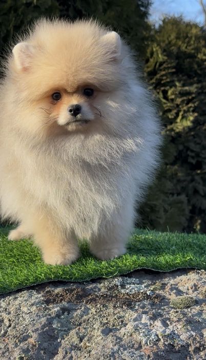 Померанчик-мальчик,мишутка