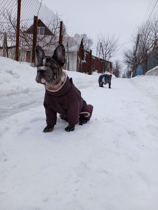 Девочка 5 месяца французский
