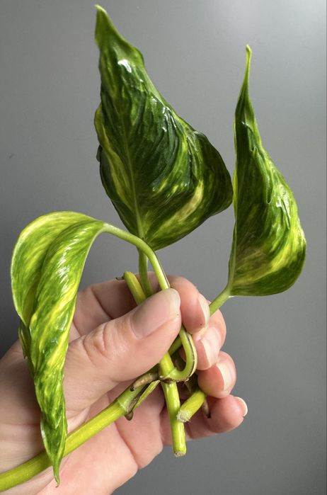 Epipremnum Shangri La Variegata - pędówki