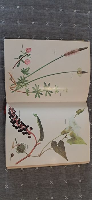 Livro de ouro da saúde: plantas medicinais