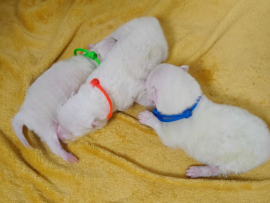 Samoyed szczenię ZKwP/ FCI